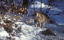  lynx,déplacement,forêt,neige,félin 